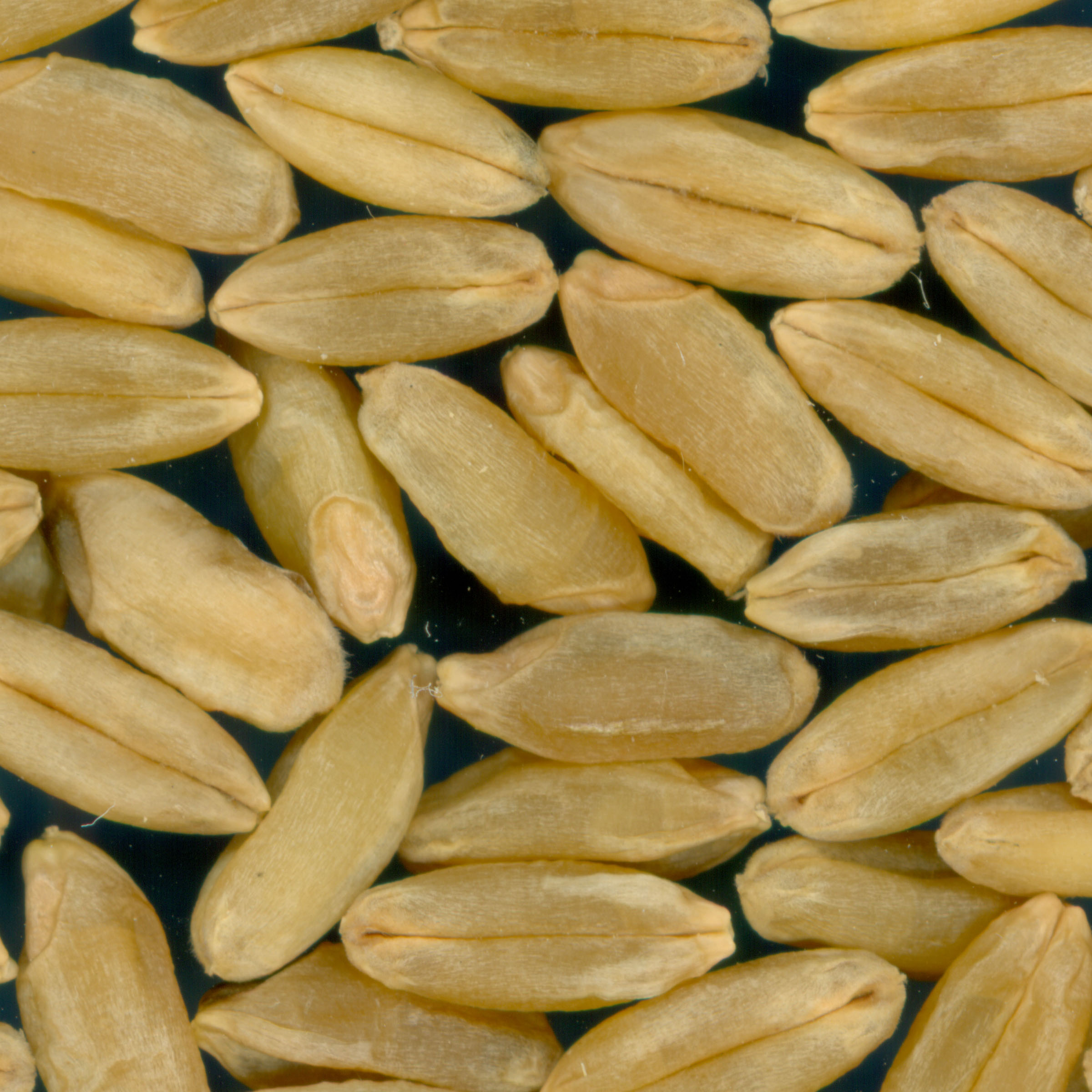 Click for 3 image(s) for this accession. KERNELS